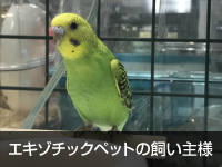 エキゾチックペット、小鳥の飼い主様へ
